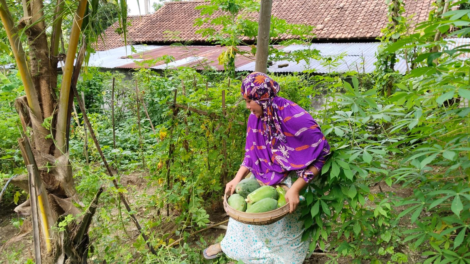Warga Sendangsari memanen sayuran dari pekarangan rumah